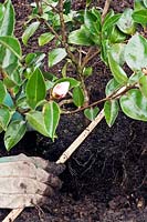 Planting a container-grown Camellia using a stick to obtain correct planting depth for the rootball