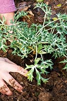 Planting Eryngium bourgatii 'Picos Amethyst'