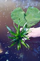 Introducing Stratiotes aloides - Water Soldier -  into a garden pond