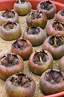 Storing Mespilus germanica - Common Medlar - fruits by sitting them upright in sand