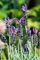 Lavandula stoechas 'Alexandra' - French Lavender