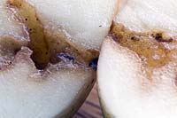 Potato tuber cut open to show slug damage