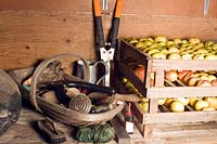 Inside a shed with stored apples on slatted wooden trays and horticultural hand tools