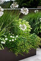 Metal raised bed planted with Agapanthus, Hedera - Ivy, Sedum and ornamental grass in a white and green themed planting