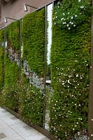 Contemporary green living wall of drought tolerant Sedum and Erigeron karvinskianus, mirror panels and spot lights