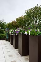 Row of Euonymus underplanted with purple and white Petunias in matching, tall, modern containers. 