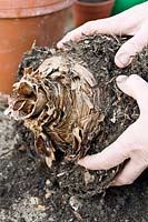 Removing old compost from a Hippeastrum bulb prior to re-potting