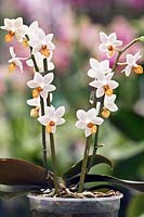 Phalaenopsis 'mini mark'