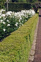Bed of Rosa 'Iceburg' - Rose edged with hedge of Buxus - Box 