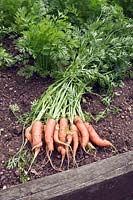 Bunch of harvested carrots lying on ground in a raised bed
