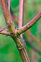 Close up of young stem of Acer davidii - Snake Bark Maple