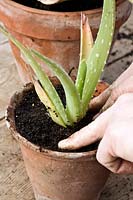 Potting up an offset of Aloe vera
