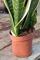 A Sanseveria trifasciata var. Laurentii - Mother-in-law's Tongue - in need of repotting as roots are buckling plastic pot