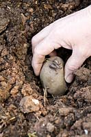 Planting sprouted Potato tuber into the ground