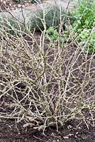 Gooseberry bush  -  prior to pruning