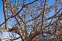 Malus - A crossing branch on apple tree in winter