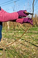Shortening one of two stems to be tied in - grapevine pruning