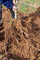 Lifting the tree with a good fibrous root system - moving a tree in winter