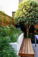 Small contemporary London garden with raised bed and Olive tree,  Mahonia 'Soft Caress', Trachelospermum jasminoides, Carex testacea 'Prairie Fire', Thymus vulgaris, Echinacea 'Pow Wow White'