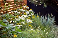 Echinacea 'Pow Wow White' in raised bed