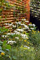 Echinacea 'Pow Wow White' in raised bed with cedar batten trellis background