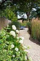 View along gravel path with shrub border with Hydrangea and boundary fence on one side and ornamental grasses on the other side