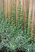 Variegated Euonymus growing up front of wooden fence