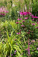 Pink border with Echinacea 'Pink Glow', Veronicastrum virginicum 'Erika' and Saponaria x lempergii 'Max Frei', yellow-leaved ornamental grasses