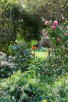 View through shrub border with Camellia and Skimmia in flower and Fritillaria imperialis - Crown Imperial