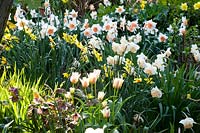 View of mixed borders with flowering bulbs such as Narcissus - Daffodil - and Tulipa - Tulip