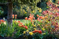 Bed with mixed Tulipa - Tulip - planted under conifer tree 
