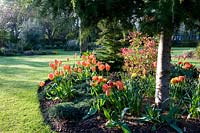 Curved island beds in lawn, planted with perennials, trees and Tulipa - Tulip