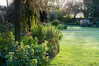 View across curved mixed bed with Helleborus - Hellebore - towards lawn 