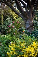 Tree underplanted with flowering shrubs such as Camellia 