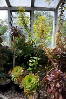 Pots of succulents and tender plants overwintering in greenhouse on gravel bench