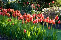 View of row of bicoloured Tulipa - Tulip