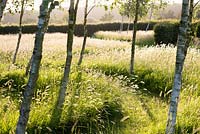 Betula - Birch - maze with mown path through long grass