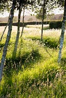 Betula - Birch - maze with mown path through long grass