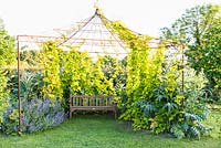 Metal arbour in the form of a tent supporting Humulus lupulus 'Aureus' - Golden Hop. Cynara cardunculus var. scolymus - Globe Artichoke and Nepeta - Catmint - either side of wooden bench 