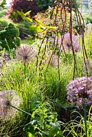 Decorative metal plant support surrounded by Allium cristophii and Pennisetum 'Red Buttons' 
