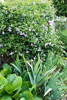 Clematis 'Betty Corning' above Bergenia and Iris foliage 