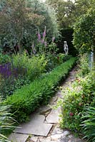 View down mixed border with flowering Digitalis - Foxglove - and Salvia, bordered by low formal clipped hedge and crazy paving path