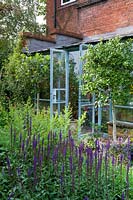 View over flowering Salvia to clipped topiary standards and conservatory with open doors 