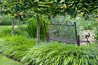 Metal bench surrounded by Hakonechola grasses, planted under pleached Carpinus - Hornbeam