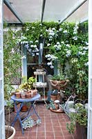 Interior of conservatory with climbing Plumbago and small tables of succulents in pots