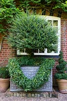Large metal container with established shrub and swag of Hedera - Ivy, container in front of house window  