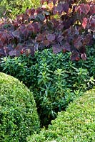 clipped Buxus - Box - balls and Cercis canadensis 