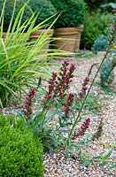 Salvia with red flowers in gravel garden 