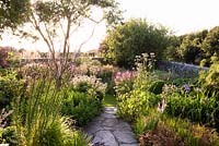 View over flower beds with Olea europaea - Olive - tree to low walls. Plants include: Allium 'Firmament', Valeriana officinalis, Sedums, Salvia, Linaria purpurea 'Canon Went' 