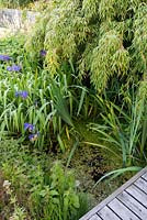 Small sunken pond with blue irises, water mint and bamboo at Sea View, Cornwall, UK in June.
